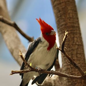 Red-Crested Cardinal (Paroaria coronata)