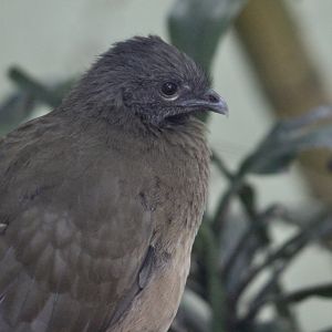 Plain Chachalaca (Ortalis vetula)
