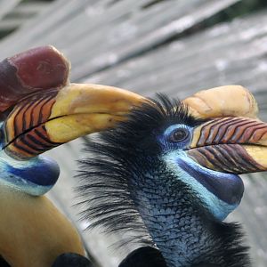 Knobbed Hornbill (Rhyticeros cassidix) pair