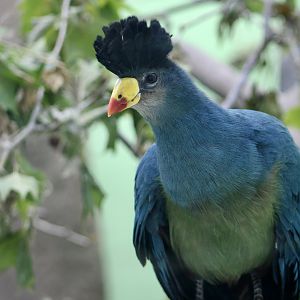 Great Blue Turaco (Corythaeola cristata)