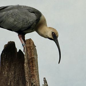 Black-Faced Ibis (Theristicus melanopis)