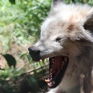 Cree yawning