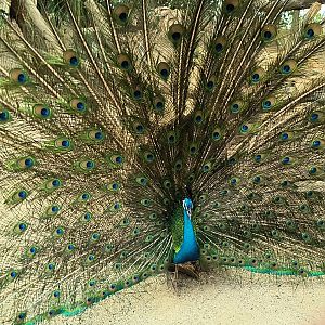 Indian Peafowl