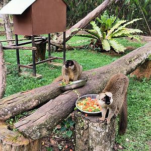 Brown Lemur