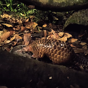 Sunda Pangolin - Manis javanica