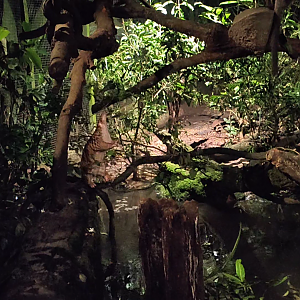 Sunda Pangolin - Manis javanica