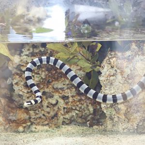 Yellow-Lipped Sea Krait (Laticauda colubrina)