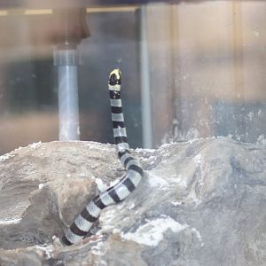 Yellow-Lipped Sea Krait (Laticauda colubrina)