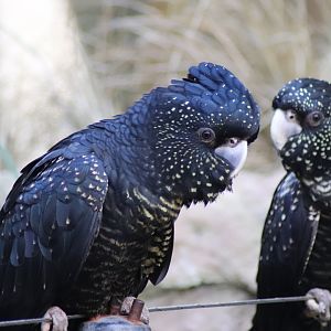female Red-tailed Black Cockatoo (Calyptorhynchus banksii)