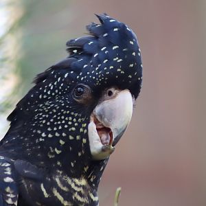 female Red-tailed Black Cockatoo (Calyptorhynchus banksii)