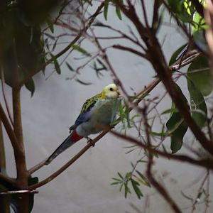 Pale-headed Rosella