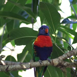Rainbow Lorikeet