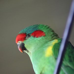 Musk Lorikeet