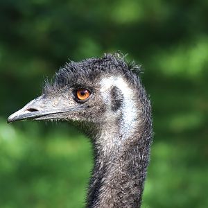 Emu Portrait