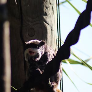 Emperor Tamarin