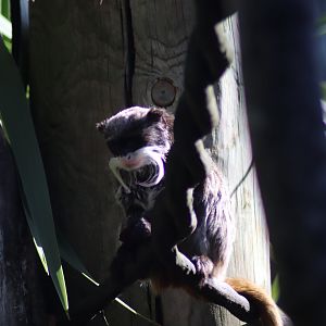 Emperor Tamarin