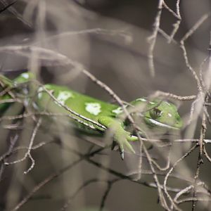 Auckland Green-Gecko  (Naultinus elegans)