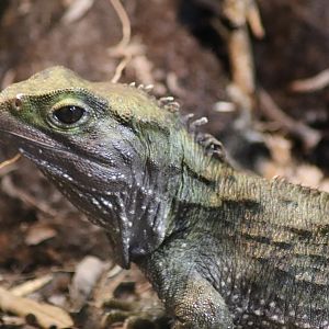 Tuatara Portrait