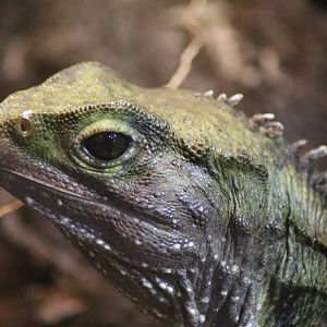 Tuatara Portrait