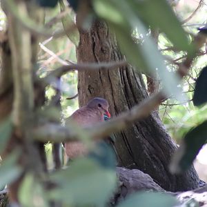 Pacific Emerald Dove