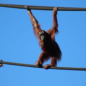 Bornean Orangutan