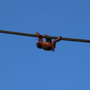 Bornean Orangutan