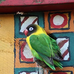 Masked Lovebird (Agapornis personatus)
