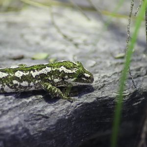 Jewelled Gecko