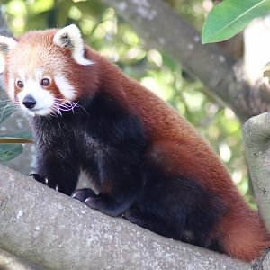 Red Panda