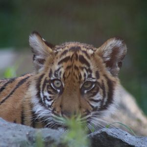 Sumatran Tiger cub