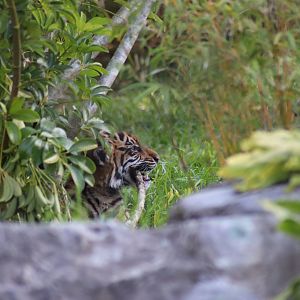 Sumatran Tiger cub