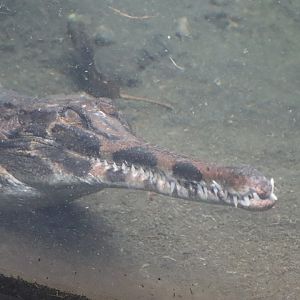 Tomistoma