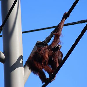 Bornean Orangutan
