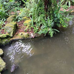 Chinese Alligator and Painted Terrapin