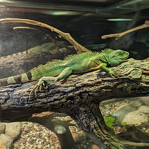 Asian Water Dragon