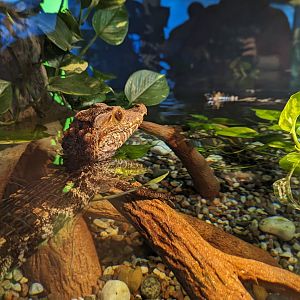 Cuvier's Dwarf Caiman