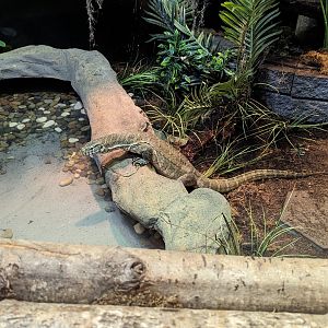 Nile Monitor