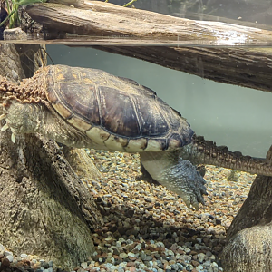 Snapping Turtle