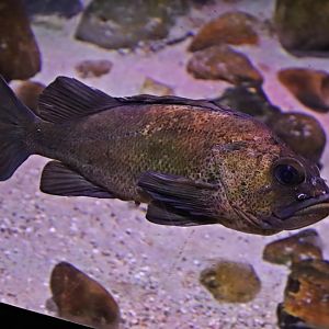 Quillback rockfish (Sebastes maliger)