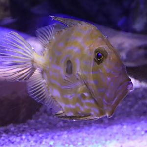 John dory (Zeus faber)