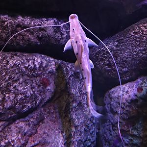 Sturgeon catfish (Platystomatichthys sturio)