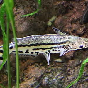 Orinoco dolphin catfish (Ageneiosus magoi)