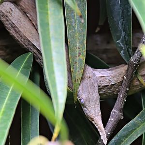 Leafnose snake (Langaha madagascariensis)