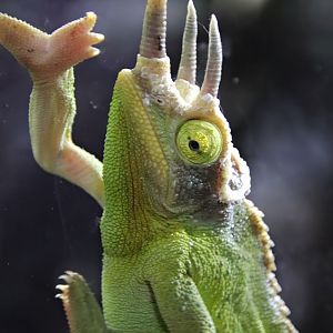 Mount Kenya three-horned chameleon (Trioceros jacksonii xantholophus)