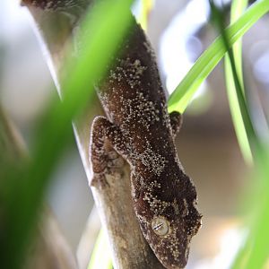 Northern spiny-tailed gecko (Strophurus ciliaris)