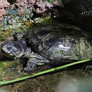 African dwarf mud turtle (Pelusios nanus)