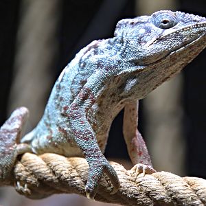 Giant Madagascar chameleon (Furcifer oustaleti)