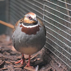 Collared partridge