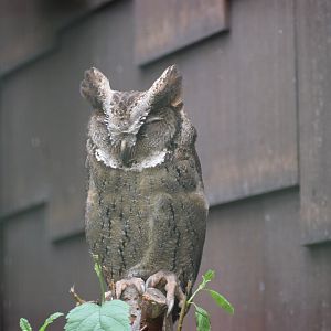 Luzon lowland scops-owl