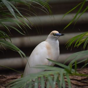 Madagascar pond-heron